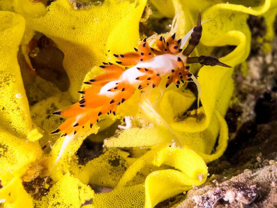 Favorinus tsuruganus